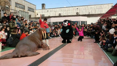 「くまモン」、セイウチと競演 三重・二見シーパラダイス