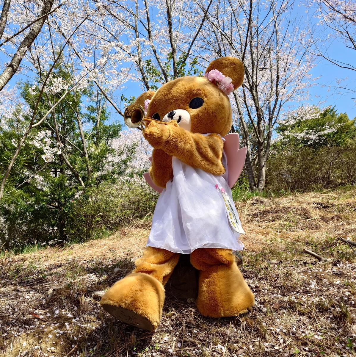 ホワクマ